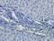 CD14 antibody, orb372329, Biorbyt, Immunohistochemistry paraffin image 