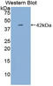 Platelet Factor 4 antibody, LS-C295965, Lifespan Biosciences, Western Blot image 