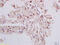 Deoxyribonuclease 1 Like 3 antibody, OABF01811, Aviva Systems Biology, Immunohistochemistry frozen image 