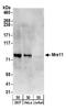 MRE11 Homolog, Double Strand Break Repair Nuclease antibody, A303-998A, Bethyl Labs, Western Blot image 