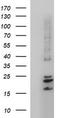 Claudin 6 antibody, TA507012BM, Origene, Western Blot image 
