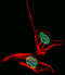 Homeobox protein engrailed-2 antibody, LS-C100662, Lifespan Biosciences, Immunofluorescence image 