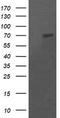 Pogo Transposable Element Derived With KRAB Domain antibody, TA505608BM, Origene, Western Blot image 
