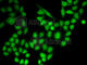 Ran GTPase Activating Protein 1 antibody, A5381, ABclonal Technology, Immunofluorescence image 