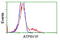ATPase H+ Transporting V1 Subunit F antibody, TA502322, Origene, Flow Cytometry image 