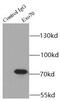 Exocyst Complex Component 7 antibody, FNab02892, FineTest, Immunoprecipitation image 