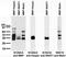 Maltose Binding Protein antibody, 75-165, Antibodies Incorporated, Western Blot image 
