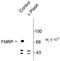 Fragile X Mental Retardation 1 antibody, PA5-35389, Invitrogen Antibodies, Western Blot image 