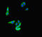 FAT Atypical Cadherin 4 antibody, LS-C677898, Lifespan Biosciences, Immunofluorescence image 