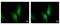 Ubiquitin Conjugating Enzyme E2 N antibody, GTX113290, GeneTex, Immunocytochemistry image 