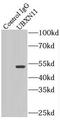 UBX Domain Protein 11 antibody, FNab09216, FineTest, Immunoprecipitation image 