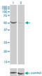 Phosphoglucomutase 1 antibody, LS-C197889, Lifespan Biosciences, Western Blot image 
