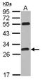 Phosphatidylinositol Transfer Protein Cytoplasmic 1 antibody, NBP2-19842, Novus Biologicals, Western Blot image 