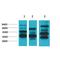 MAS1 Proto-Oncogene, G Protein-Coupled Receptor antibody, LS-C387789, Lifespan Biosciences, Western Blot image 
