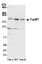 DNA Topoisomerase II Binding Protein 1 antibody, NB100-217, Novus Biologicals, Western Blot image 