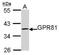 G-protein coupled receptor 81 antibody, NBP1-32128, Novus Biologicals, Western Blot image 