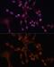 G Protein Subunit Alpha 14 antibody, GTX64910, GeneTex, Immunofluorescence image 