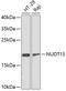 Probable 7,8-dihydro-8-oxoguanine triphosphatase NUDT15 antibody, GTX32759, GeneTex, Western Blot image 