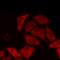 Bridging Integrator 1 antibody, orb412026, Biorbyt, Immunofluorescence image 