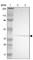 PDZ And LIM Domain 2 antibody, HPA003880, Atlas Antibodies, Western Blot image 