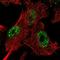 KIAA1257 antibody, NBP2-14154, Novus Biologicals, Immunocytochemistry image 