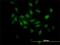 Elongin B antibody, H00006923-M01, Novus Biologicals, Immunofluorescence image 