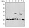 TNF Superfamily Member 13 antibody, MBS822226, MyBioSource, Western Blot image 