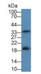 Fas Ligand antibody, LS-C299729, Lifespan Biosciences, Western Blot image 