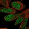 S-Phase Cyclin A Associated Protein In The ER antibody, PA5-66370, Invitrogen Antibodies, Immunofluorescence image 