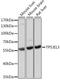 Tumor Protein P53 Inducible Protein 13 antibody, A15924, ABclonal Technology, Western Blot image 