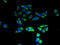 Solute Carrier Family 26 Member 8 antibody, A67030-100, Epigentek, Immunofluorescence image 