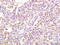 Formyl Peptide Receptor 2 antibody, OABF01288, Aviva Systems Biology, Immunohistochemistry frozen image 