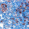 Cathepsin S antibody, AF1183, R&D Systems, Immunohistochemistry paraffin image 
