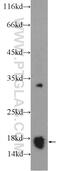 Cytochrome C Oxidase Assembly Factor COX20 antibody, 25752-1-AP, Proteintech Group, Western Blot image 