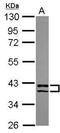 PDZ and LIM domain protein 2 antibody, GTX119496, GeneTex, Western Blot image 
