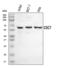 Cell division cycle 7-related protein kinase antibody, A01190-3, Boster Biological Technology, Western Blot image 
