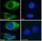 PLXND1 antibody, NB300-961, Novus Biologicals, Immunofluorescence image 