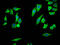 COX2 antibody, CSB-RA920283A0HU, Cusabio, Immunofluorescence image 