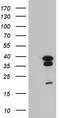 cAMP-responsive element modulator antibody, LS-C796240, Lifespan Biosciences, Western Blot image 