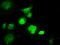 LEM Domain Containing 3 antibody, TA500797, Origene, Immunofluorescence image 