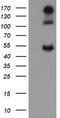 Carbonic Anhydrase 12 antibody, CF505569, Origene, Western Blot image 