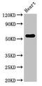 Zinc Finger Protein 331 antibody, LS-C673934, Lifespan Biosciences, Western Blot image 