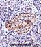 Tachykinin 3 antibody, abx028000, Abbexa, Immunohistochemistry paraffin image 