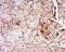 Hepatic lipase antibody, orb184950, Biorbyt, Immunohistochemistry paraffin image 