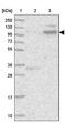 PDZ Domain Containing Ring Finger 3 antibody, PA5-58553, Invitrogen Antibodies, Western Blot image 