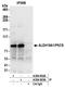 Aldehyde Dehydrogenase 18 Family Member A1 antibody, A304-802A, Bethyl Labs, Immunoprecipitation image 