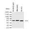 Kin17 DNA And RNA Binding Protein antibody, orb154602, Biorbyt, Western Blot image 