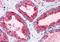 NABC1 antibody, orb89858, Biorbyt, Immunohistochemistry paraffin image 