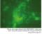 Lysosomal Associated Membrane Protein 2 antibody, ADI-VAM-EN003-F, Enzo Life Sciences, Immunocytochemistry image 