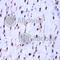 Histone H3.1t antibody, A2348, ABclonal Technology, Immunohistochemistry paraffin image 